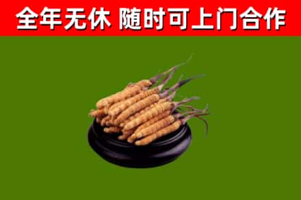 绥化回收冬虫夏草