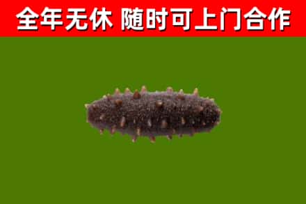 绥化回收海参干
